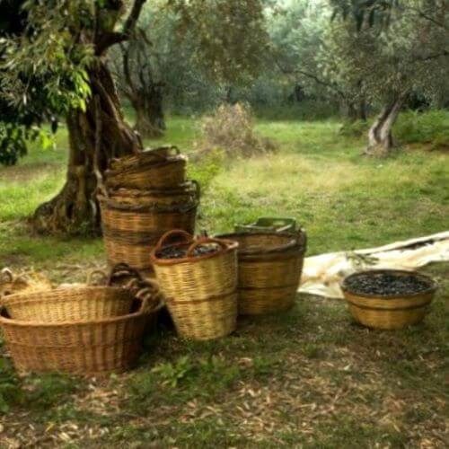 Picking olives